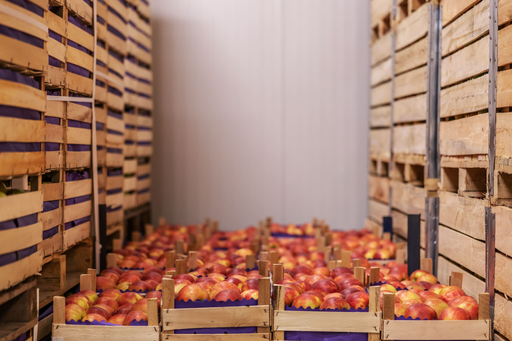 High Performance and Availability with the Nexto Series